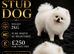 KC White pomeranian PROVEN STUD DUTIES ONLY