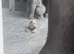 100% Korean tiny Maltese well proven 5* rated licensed stud