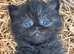 high quality exotic female kittens