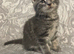 Grey Tabby Girl Maine Coon /Ragdoll x