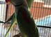 Beautiful Pair of Alexandrine Parrots