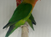 Stunning Various Young Lovebirds