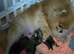 Beautiful Dna clear, pedegree boy pomeranian pup