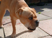 Looking to rehome our 3 year old frenchie pei bambi