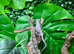 Red Bar Male Panther Chameleons at Birmingham Reptiles