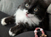 Two kittens