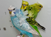 Helicopter budgies (hagoromo) for sale
