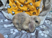 Mini lops