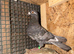 Color racing pigeons
