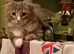 Male maine coon