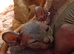 Beutiful Sphynx Kittens
