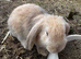Pure bred French lops ready to leave