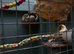 Baby Zebra Finches