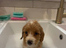 Beautiful Goldendoodle x puppies