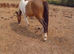 Dun&white  filly