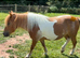 Daisy- A lovely Standard Shetland