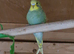 Budgies for sale