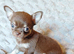 Tiny Russian Chihuahua babies