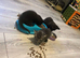 Kittens for sale