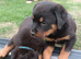 Rottwiler puppies 6 available
