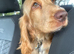 Show cocker spaniel