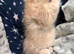 Male kittens