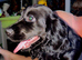 Show Cocker spaniel 4 n half months old