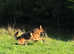 Male gsd for stud
