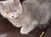 Bella- BSH for Rehoming! I can deliver if that's any help.