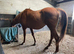 16h tb gelding