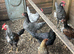 4 months old chickens