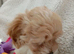Beautiful Golden Maltipoo puppy's