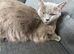 Yuna needs a forever home