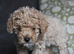 Holistic Maltipoo Puppies