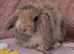 Mini lop babies