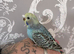 Baby budgies mix colour mix ages