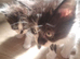 Price reduction###Bengal x Norwegian Forrest kittens