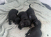 Cockerpoo pups