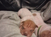 Adorble shar pei pups