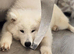 Female Samoyed