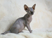 Sphynx Kittens