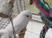White hen