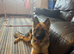 Beautiful 7 month old gsd