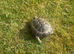 5 year old male horsfield tortoise
