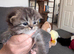 Doll face Persian kittens