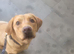 Friendly Labrador looking for new home