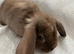 Pure mini lops