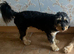 4-Year-Old Female Aussiedoodle - Looking for a Loving Home