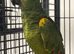 Hand Reared Baby Blue Fronted Amazons