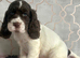 Beautiful full show cocker spaniels